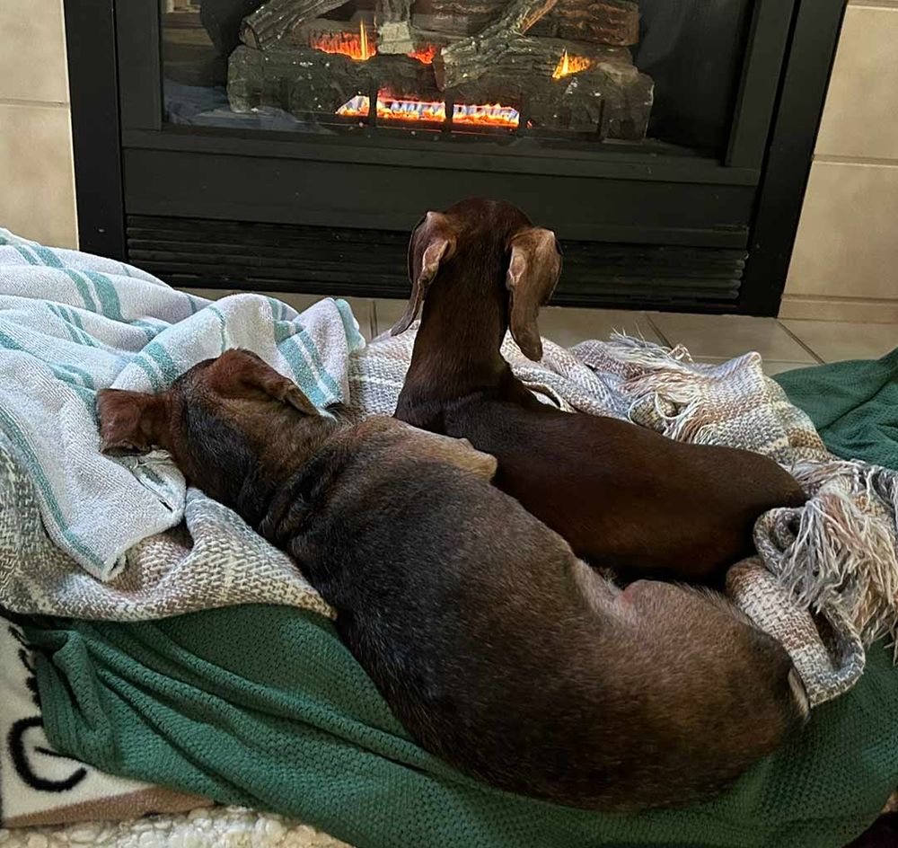 2 dachshunds laying by a gas fireplace.