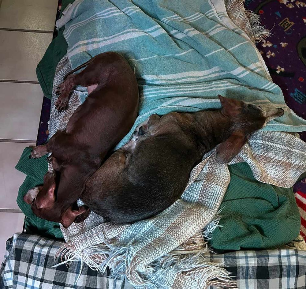 2 Dachshunds spooning on their doggie bed.