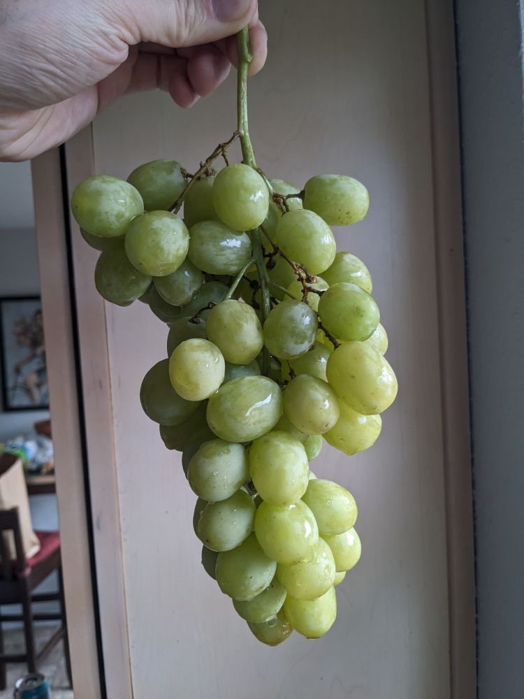 grapes