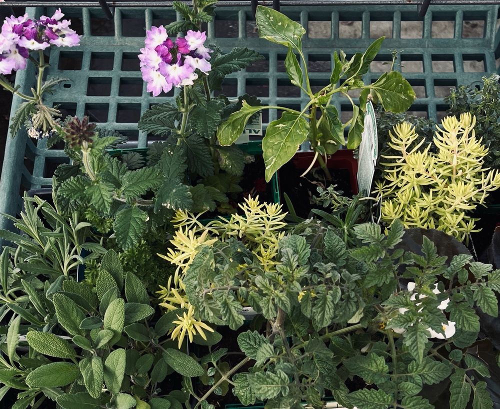 Various plants sitting in a green cart outside
