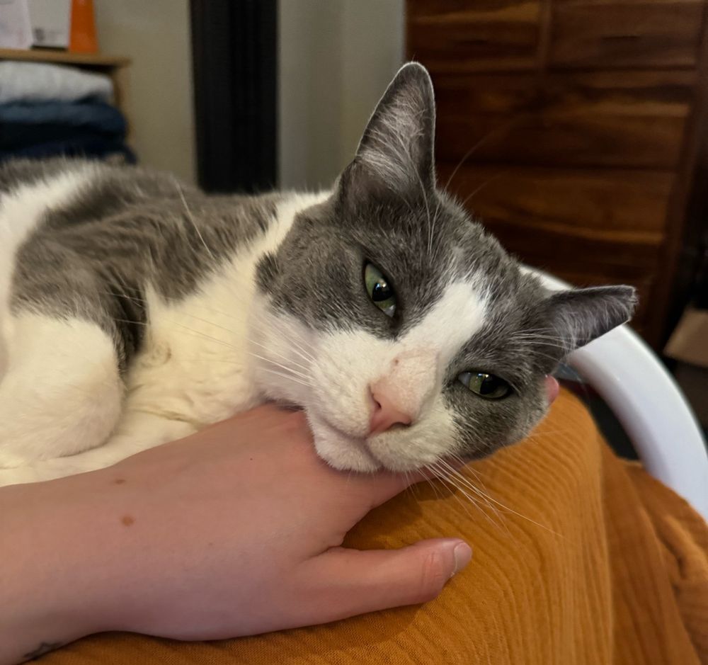 bill laying the full weight of her cat head on my human hand as she softly gazes across the room