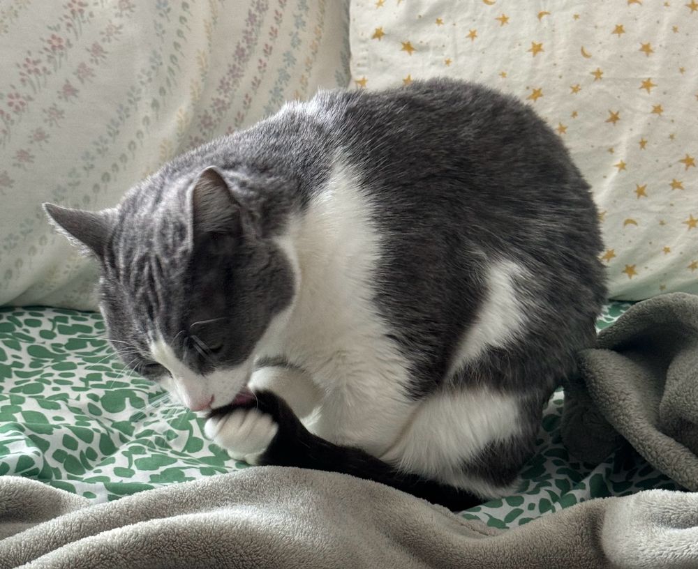 willa the cat holding her tail up in her little cat hand to lick it