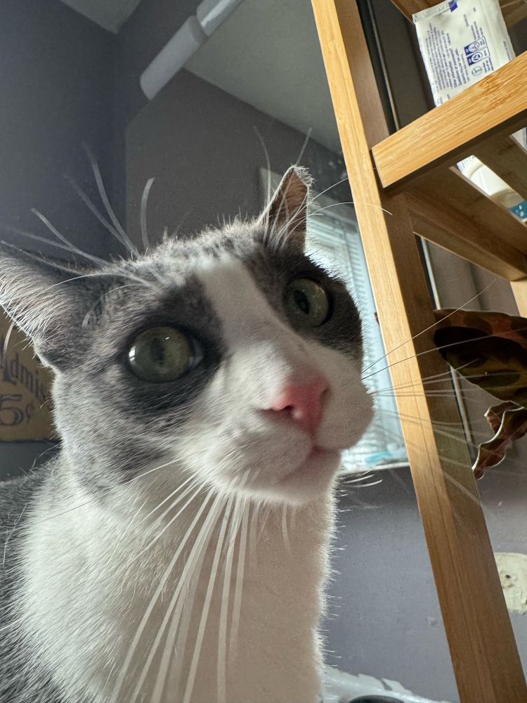 my cat, willa, looking at the viewer with a slightly disturbed and concerned expression