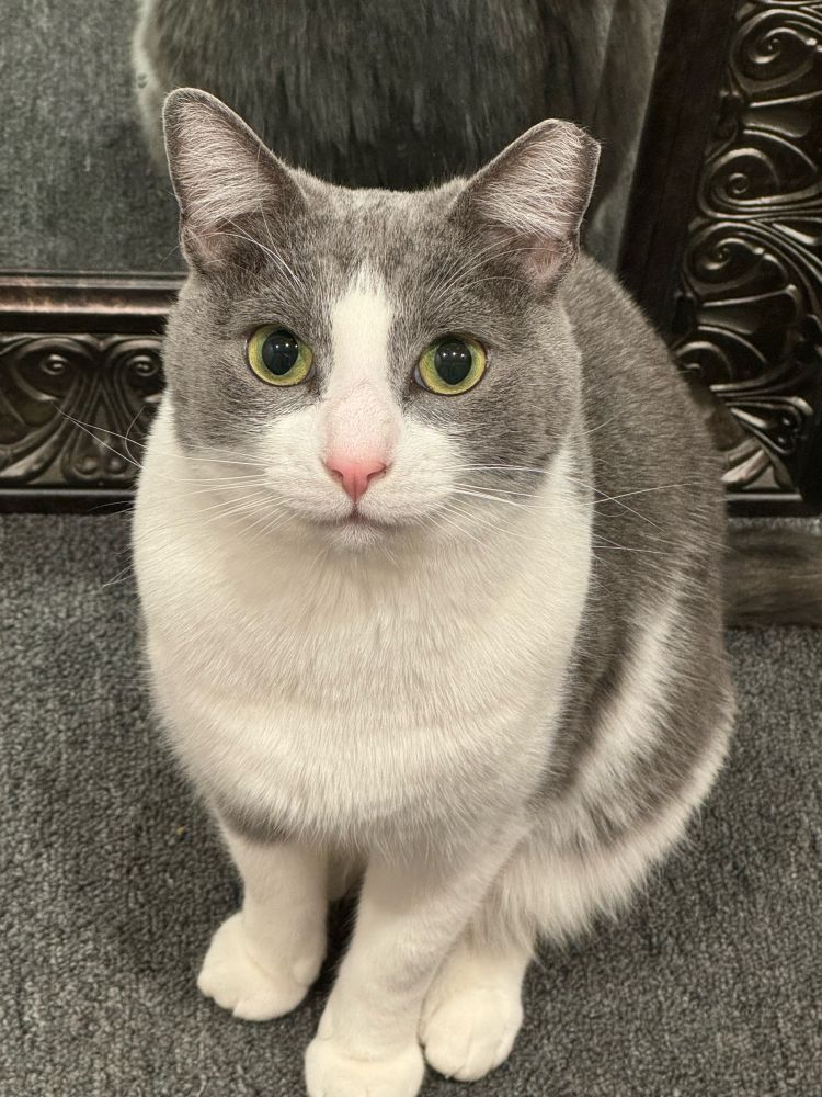 willa, a gray and white cat, sitting politely and looking at you lovingly with her pretty green eyes and darling pink nose