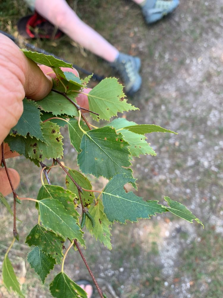Feuilles de bouleau, en coeur dentelées. Ici il ne faut pas se fier à la couleur des troncs pour reconnaitre le bouleau. Les hetres sont aussi blancs !