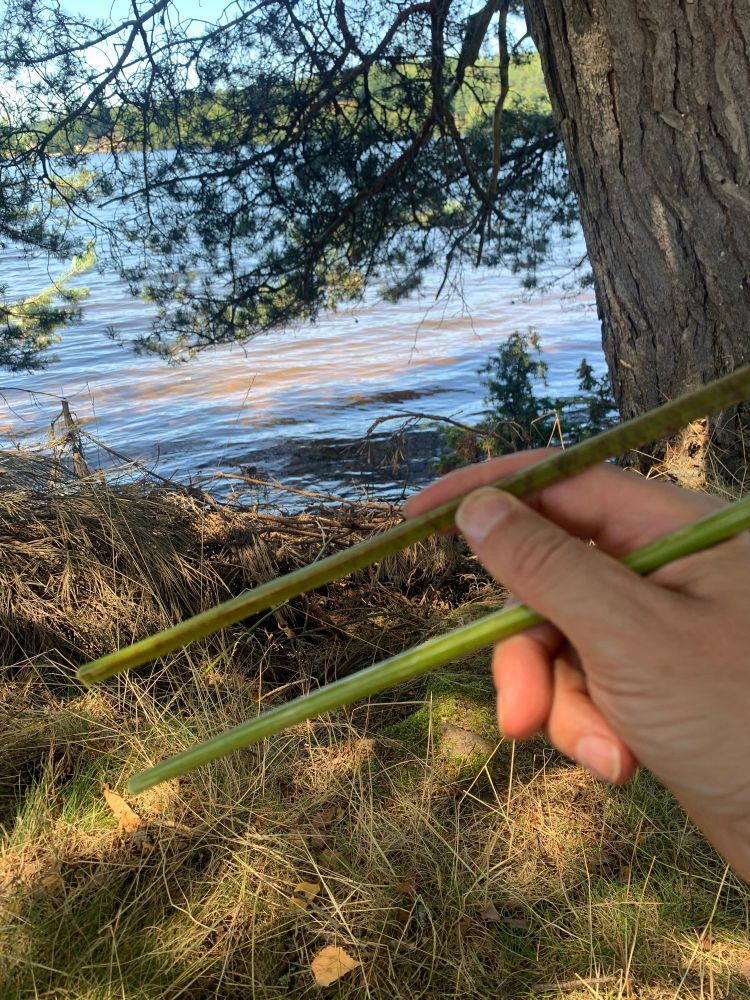 Avec une tige de fougère on fait d’excellentes baguettes chinoise