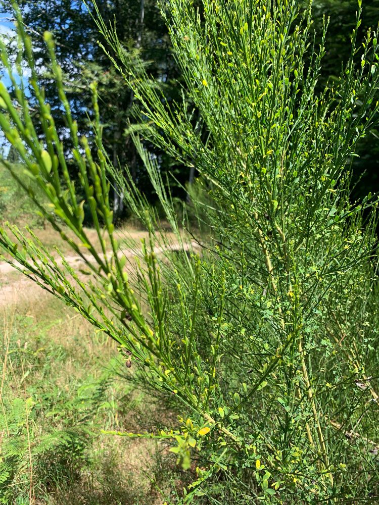 Cousin de l’ajonc, le genet à balai (parce qu’on peut en faire des balais, des brosses mais aussi des draps). Propriétés voisine de l’ajonc. 