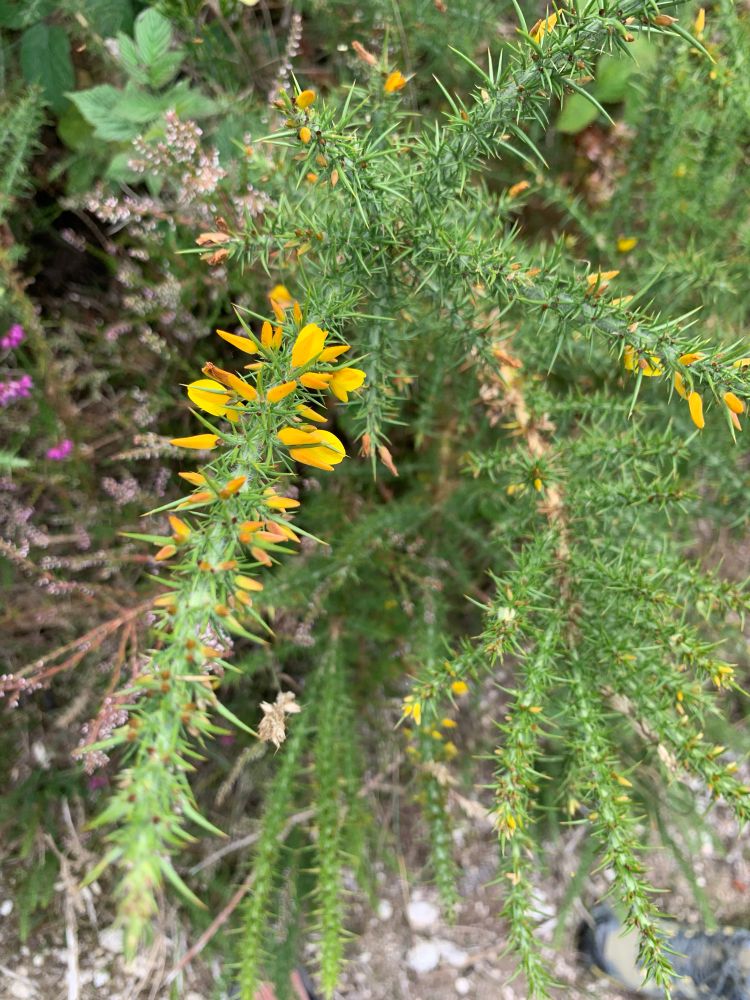 Ajonc en fleur. C’est une plante piquante de la famille des fabacées. Elle est relativement courante sur le plateau des millevache. 