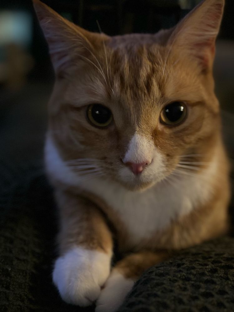 Orange and white cat stares soulfully into the camera while her little white paws are placed demurely in front of her