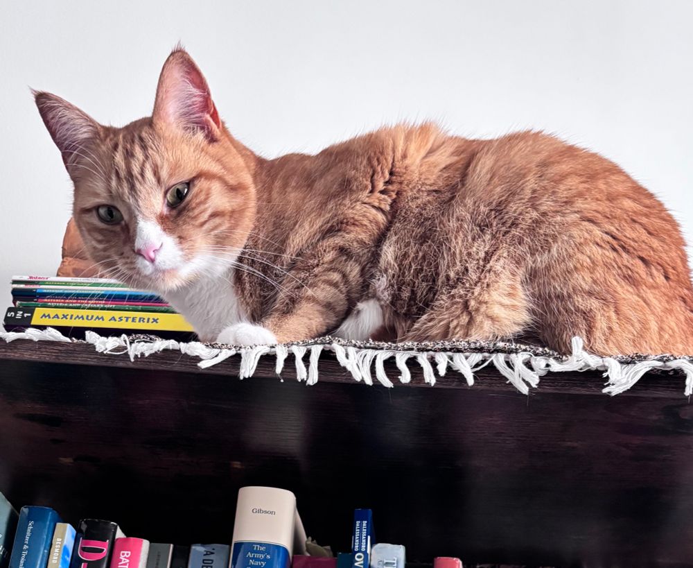 Orange and white cat being judgy on a bookshelf with narrowed eyes and the whitest little paws 