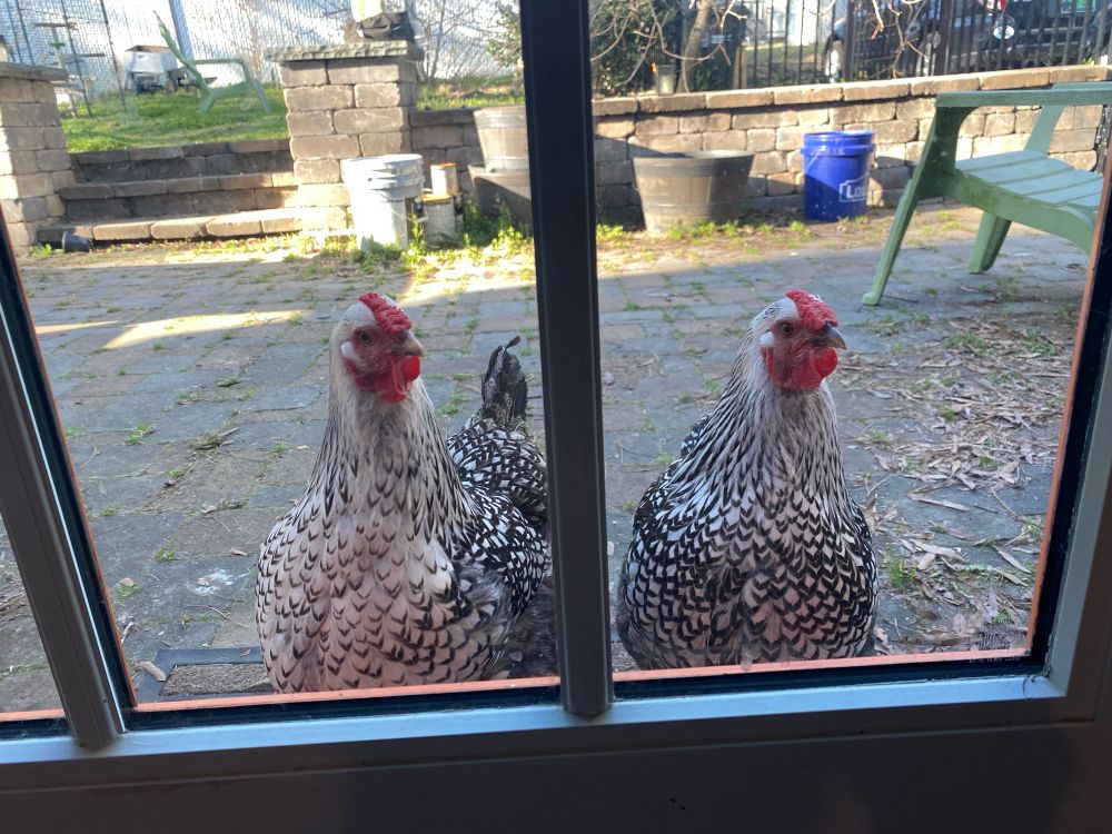 Two chickens (silver laced Wyandottes) on a patio at the back door, looking to come inside a house.