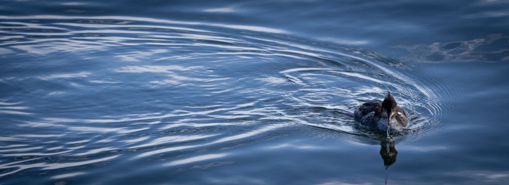 Female Merganser duck