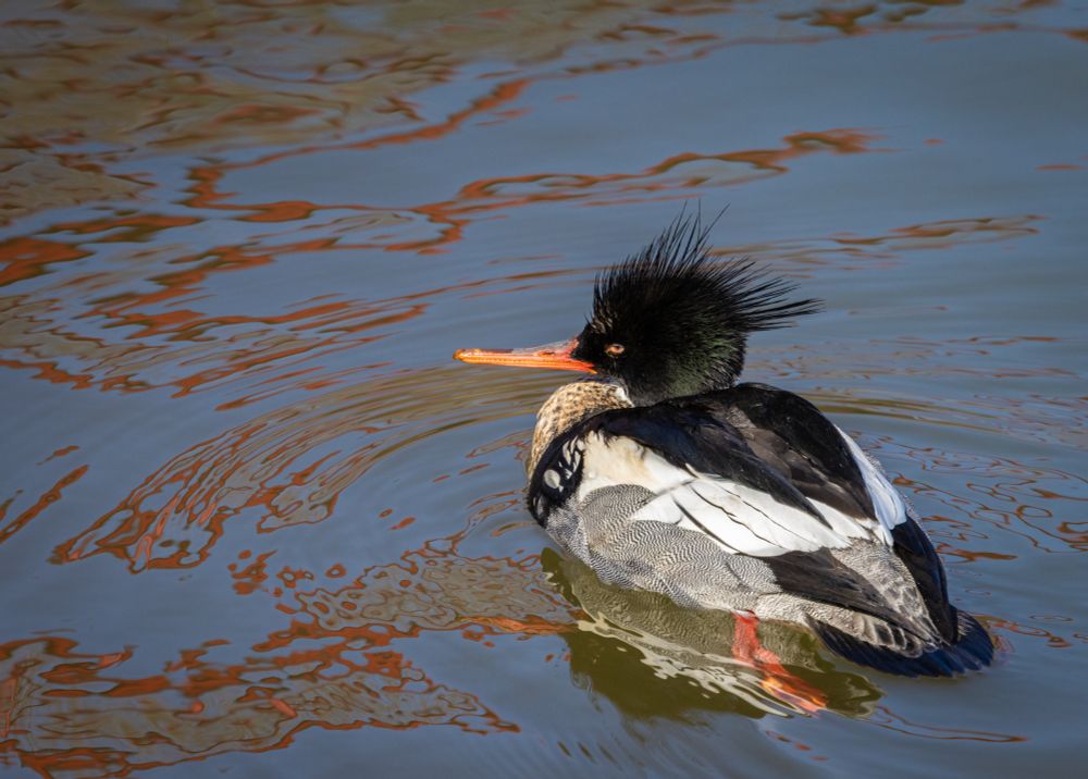 Male Merganser