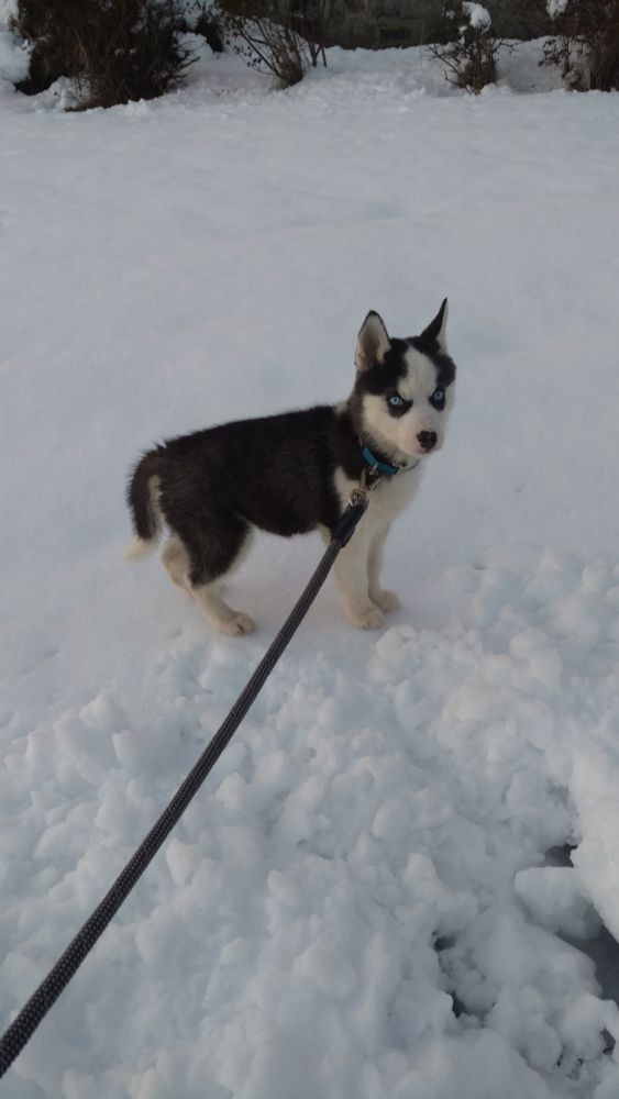 The same husky from the first picture but at 2 months old, standing in the snow