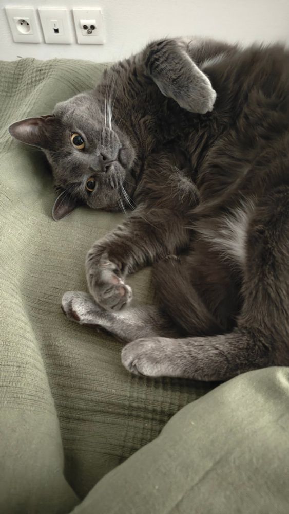 Picture of a grey cat