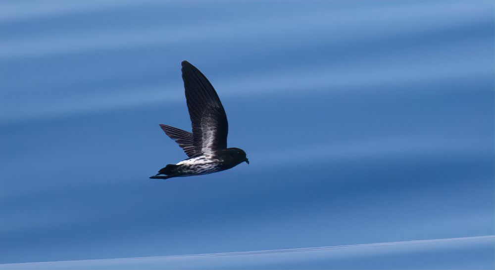 The recently-rediscovered New Caledonian Storm-Petrel Fregetta lineata photographed last year on the sea-mounts east of the Australian SE Coast.