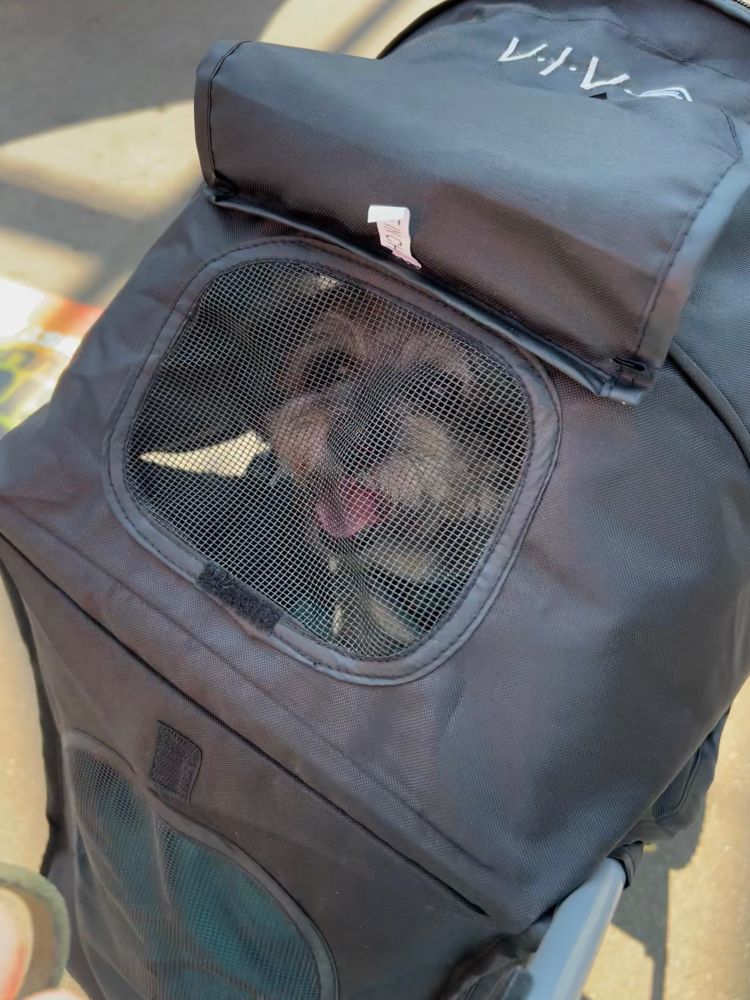 A senior miniature poodle mix is sitting in a stroller. The sunshade is pulled down, but there’s a little mesh window in it, and the pup is looking up at you through the mesh with a big goofy grin