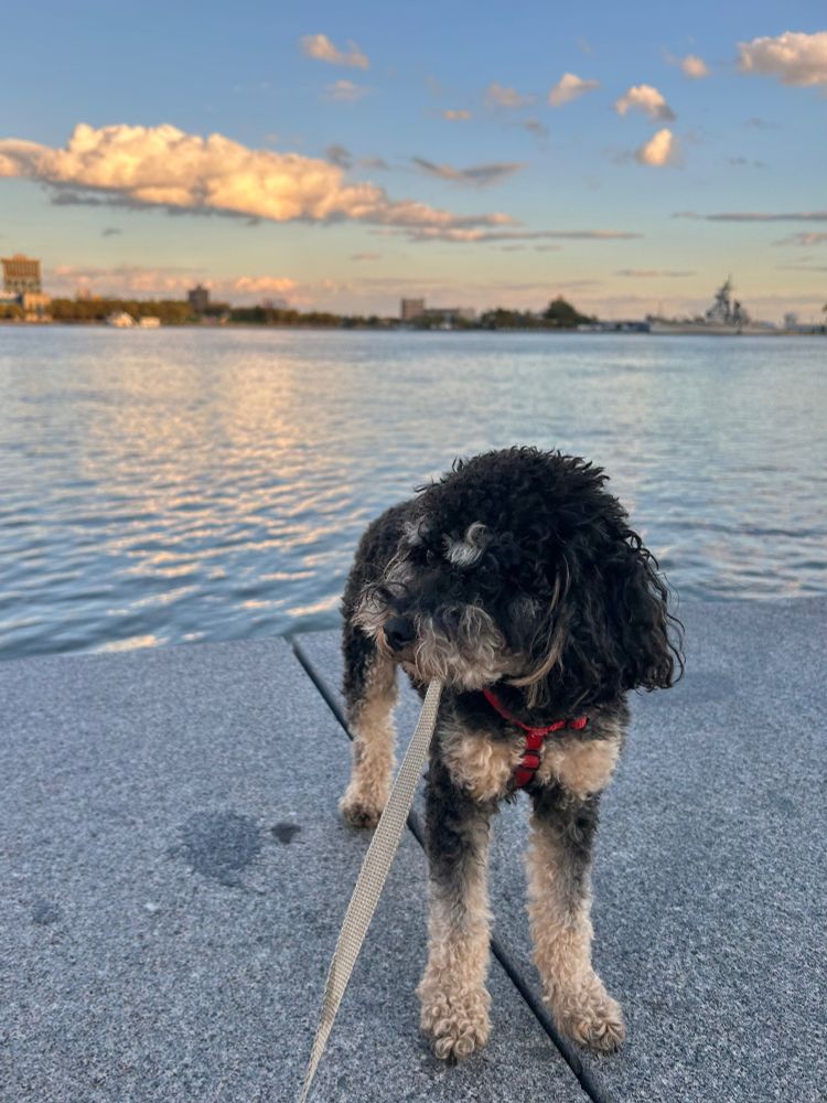 A black and tan miniature poodle with “phantom” coloring standing next to a river in front of an evening sky. The peachy color of the clouds is reflected in the water. The poodle looks pensive