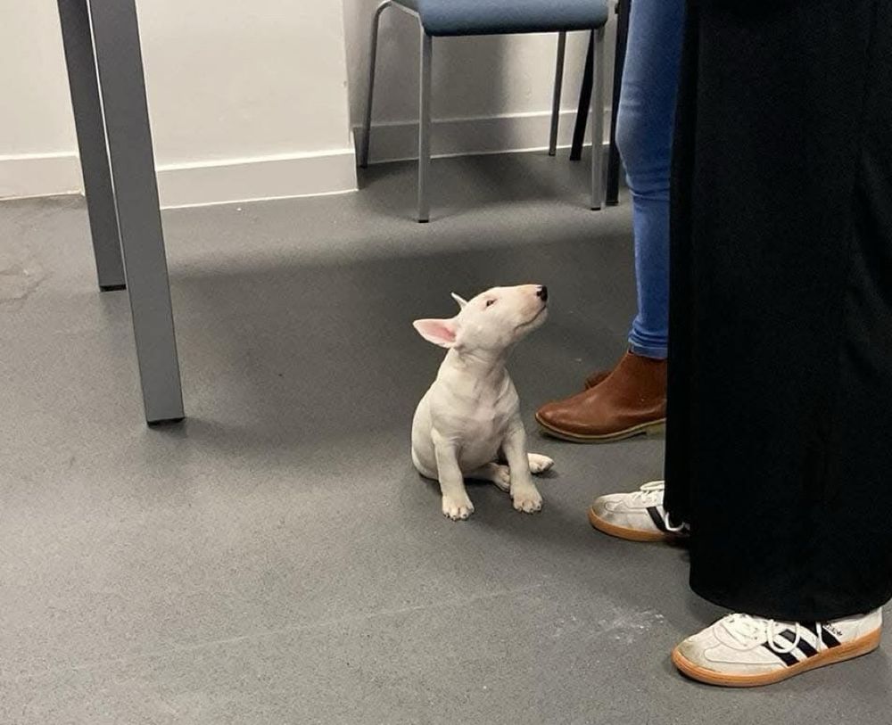 An 8 week old white bull terrier, sitting like a very good boy.