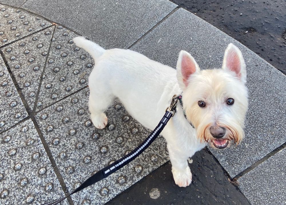 Freshly groomed white dog. He’s got massive ears, which take up most of his head.