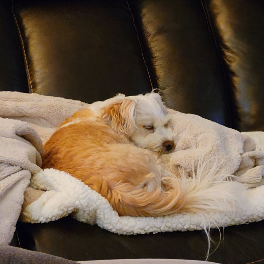 The two dogs are now home from the visit to the pool, and the white dog is curled up fast asleep on a soft blanket on our couch.