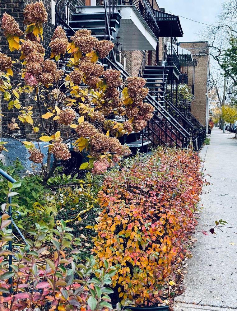 Le long d’un trottoir, plan sur une haie passant du vert au safran à l’orange et au rose, sous un bosquet d’hydrangees qui durent en fanant devant des duplex de briques avec galeries et escaliers de fer forgé.