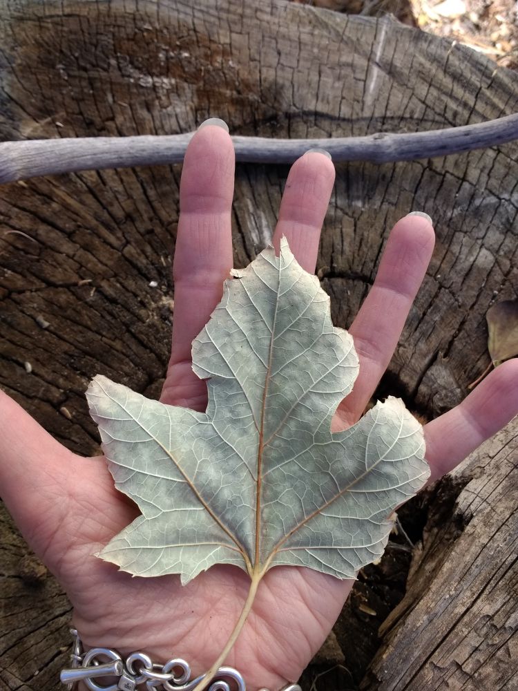hand holding leaf