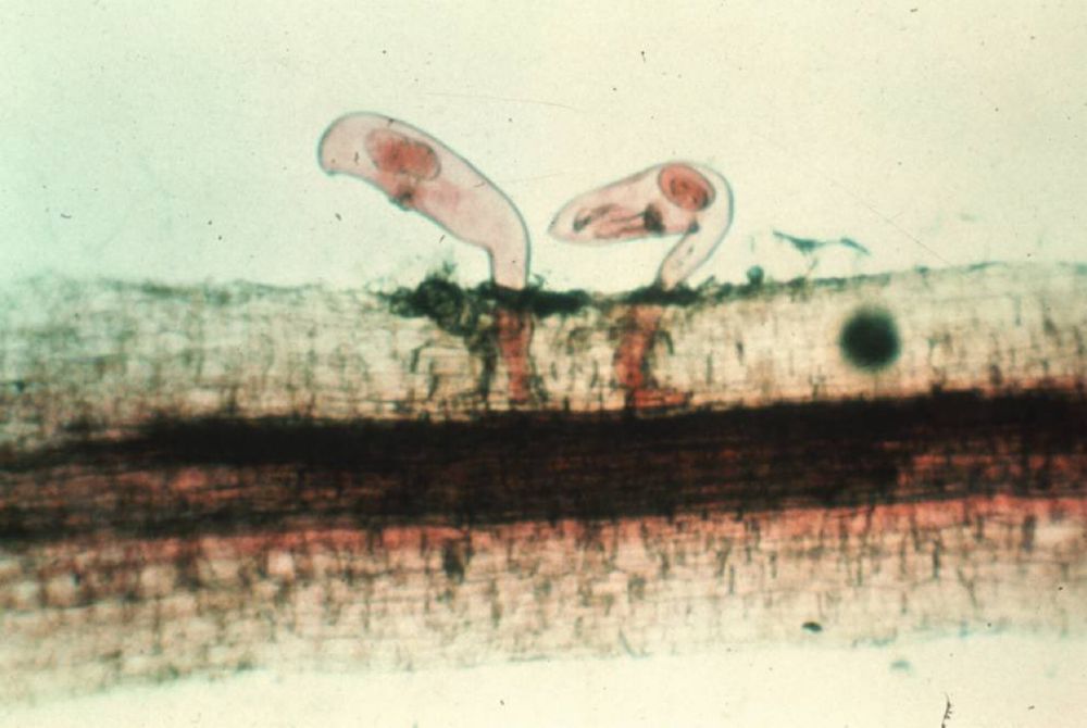 Reniform nematodes penetrating a cotton root 