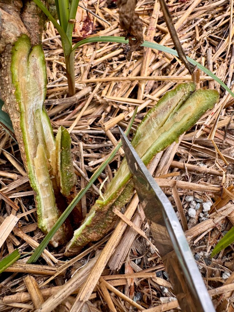 Bacterial wilt of tomato 
