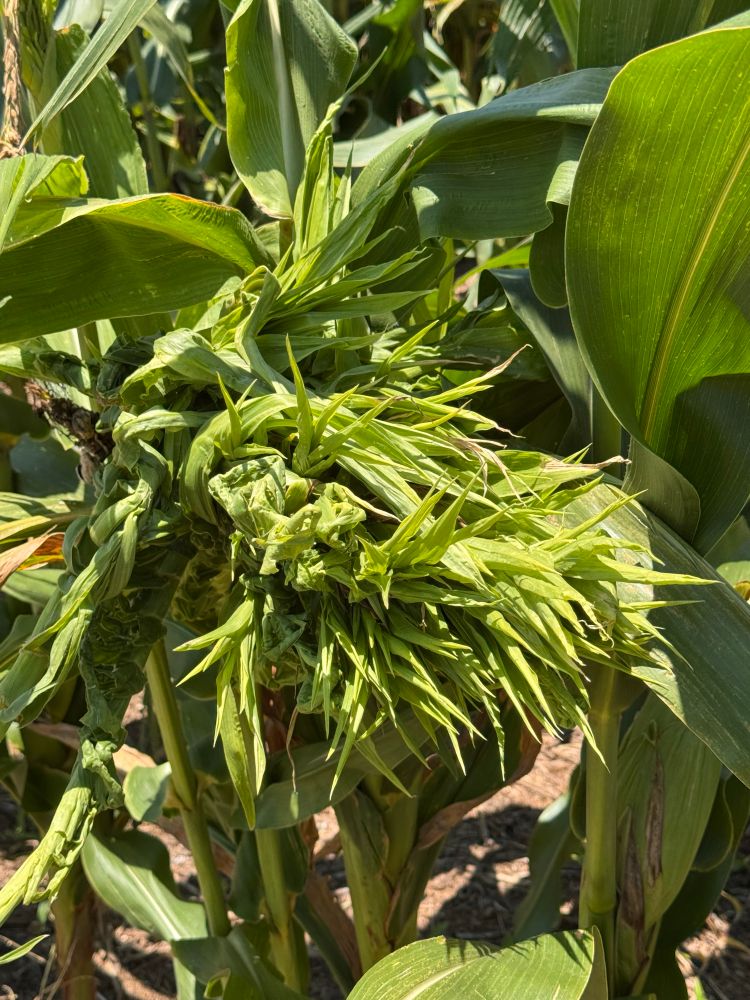 Crazy top of corn 
