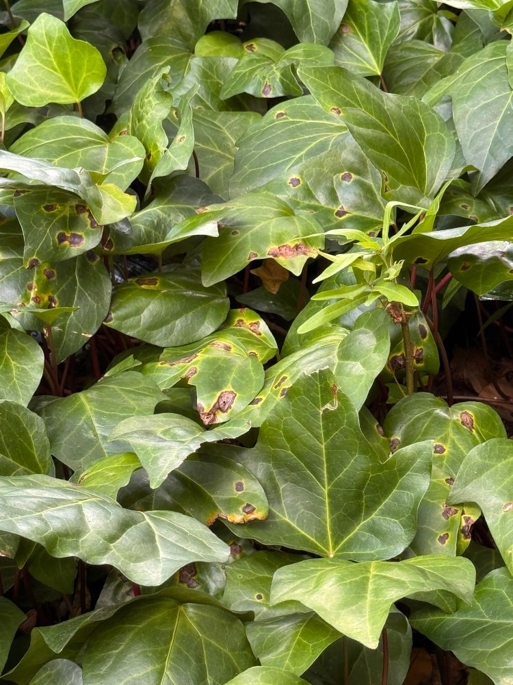 Bacterial leaf spot of English Ivy 