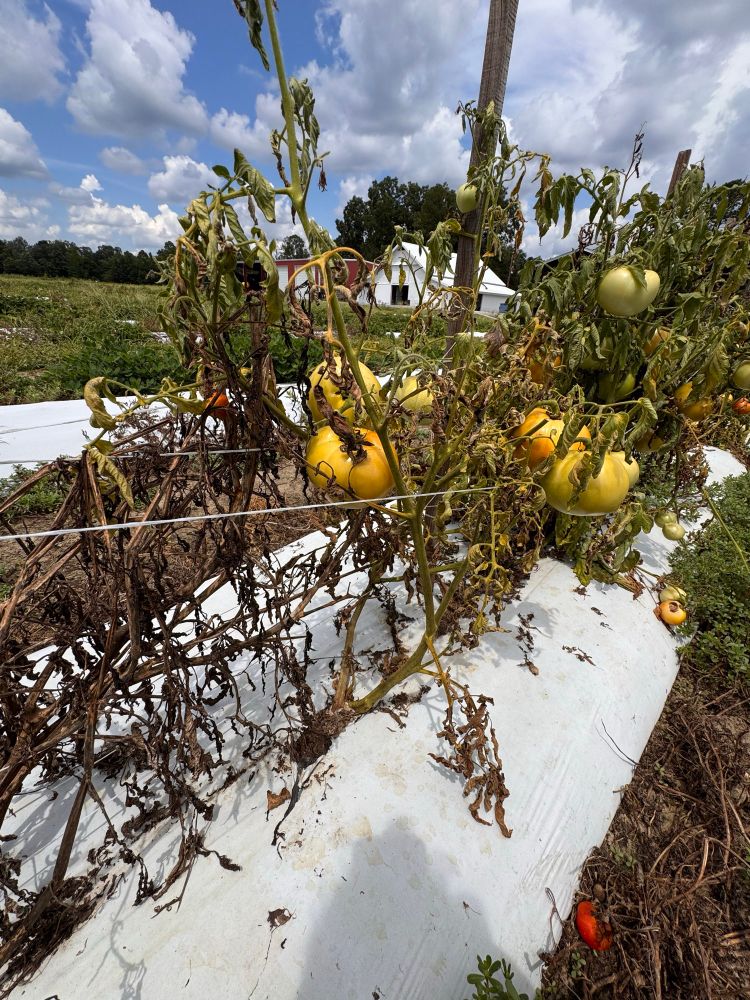 Southern blight on tomato