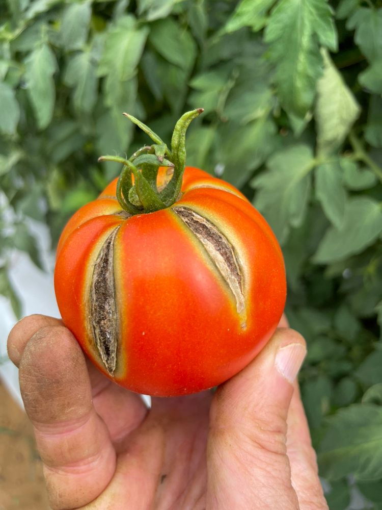 Tomato fruit cracking 