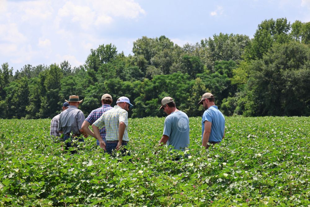 Farmers gathering in a cotton field 