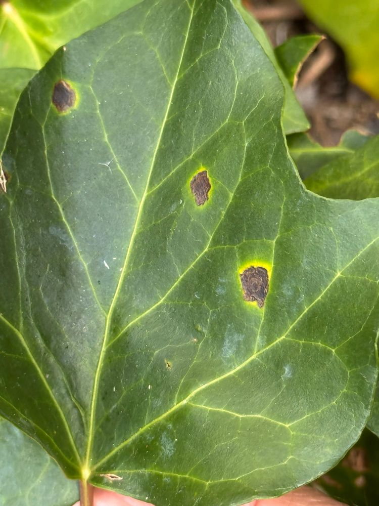 Bacterial leaf spot of English Ivy 