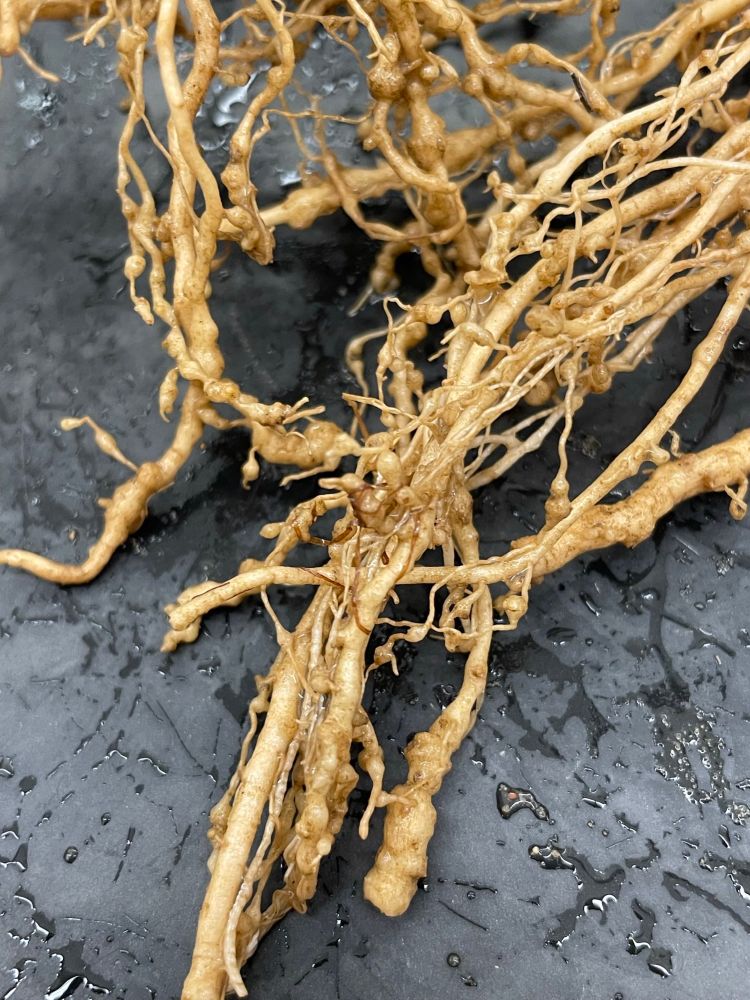 Swollen roots due to root knot nematode infection 