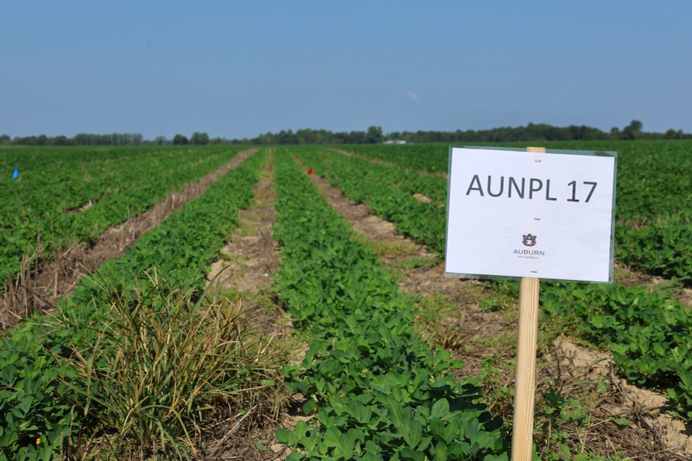 Peanut variety trial in Alabama 