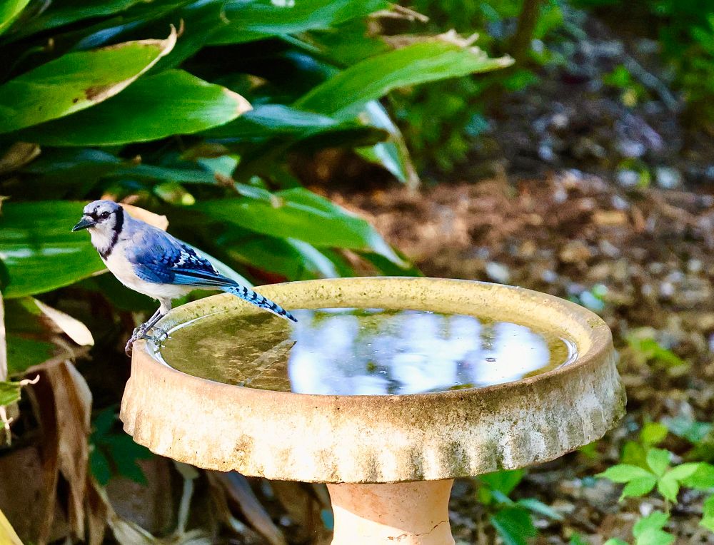 Blue Jay in birdbath in Alabama 