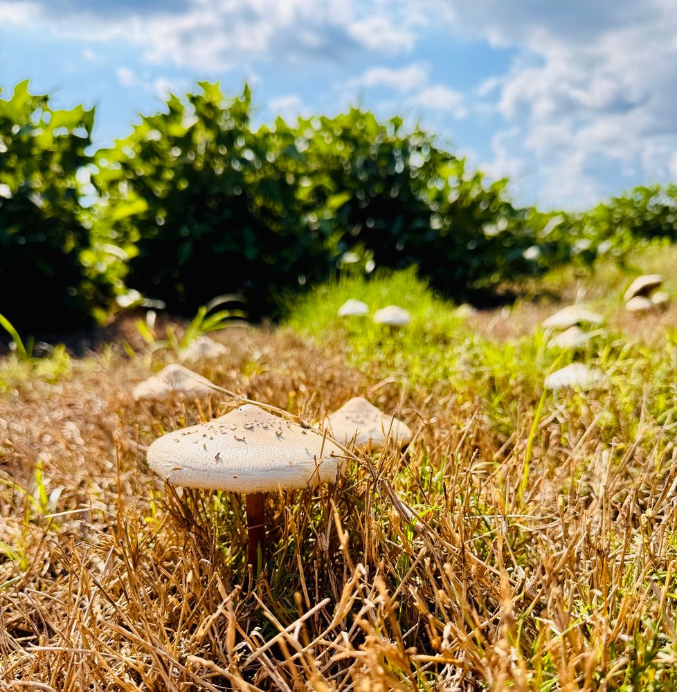 Mushroom 
