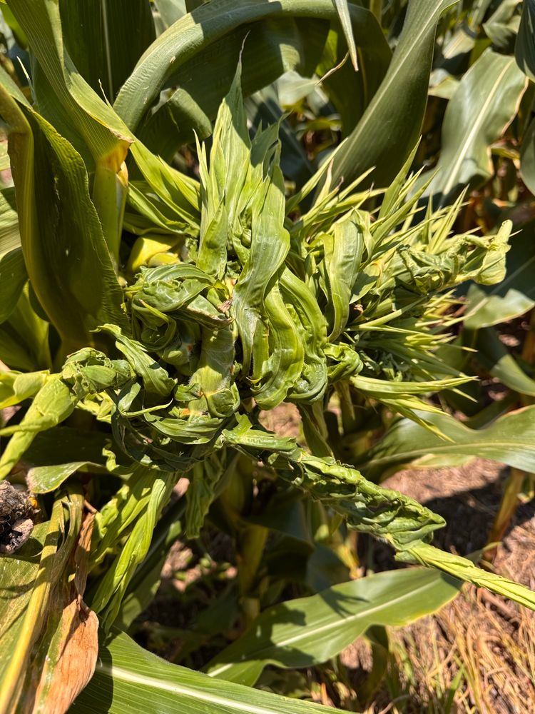 Crazy top of corn 