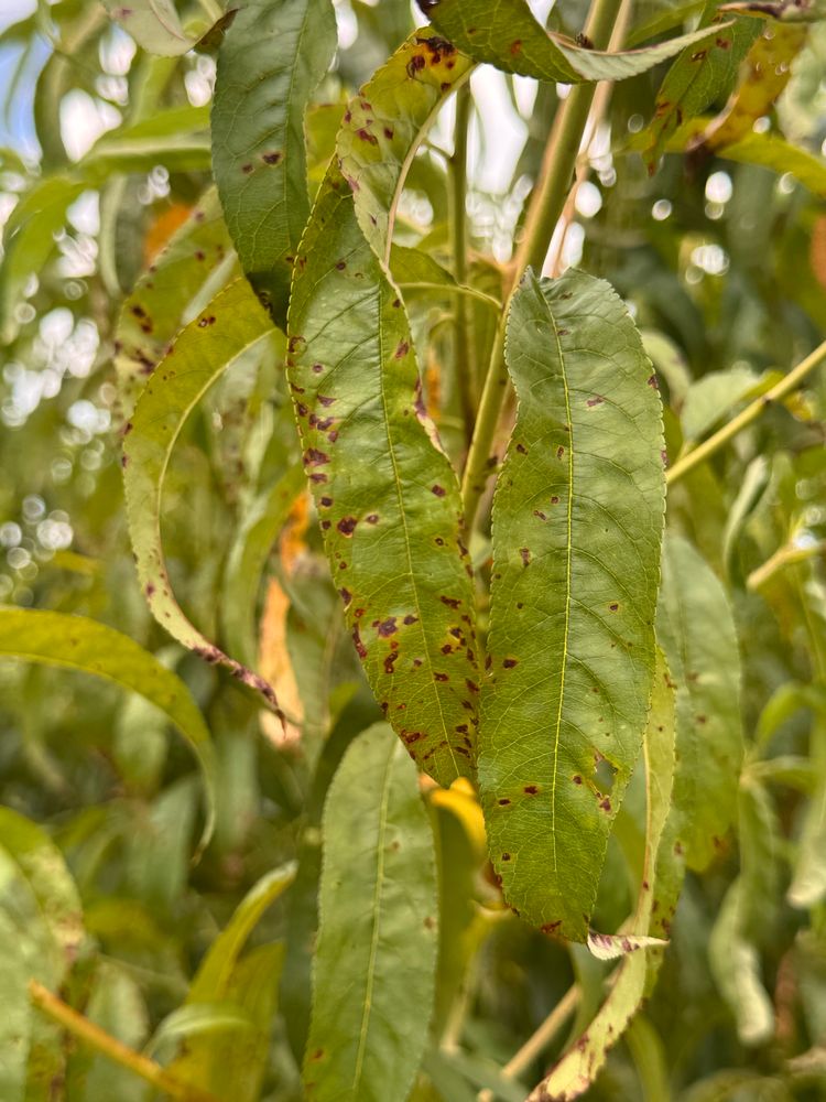 Bacterial spot on peach 