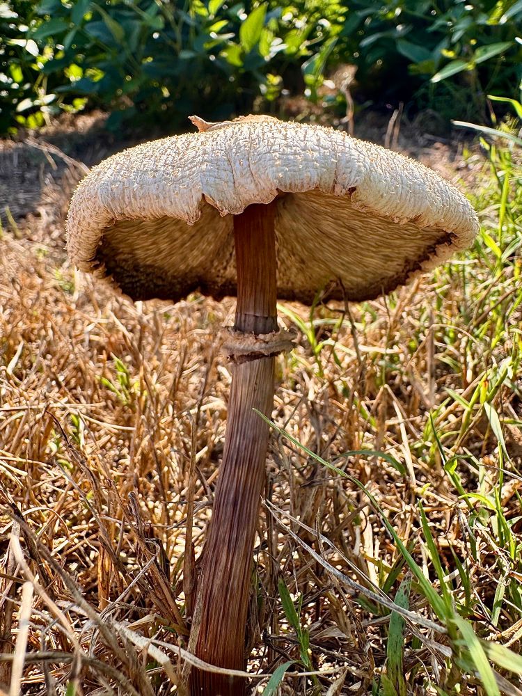 Mushroom