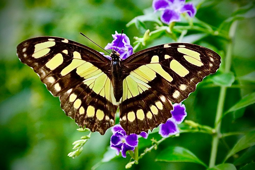 Malachite; Siproeta stelenes - Butterfly