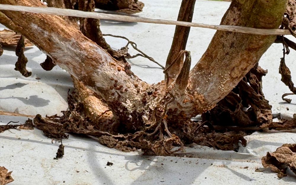 Southern blight on tomato