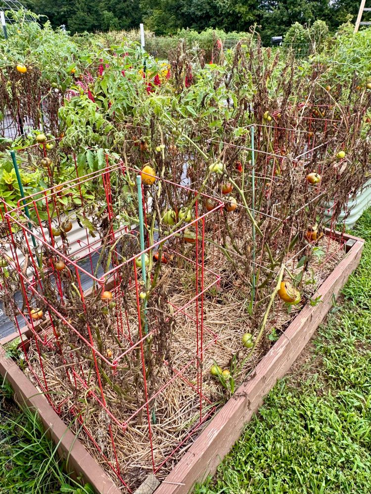 Bacterial wilt of tomato 