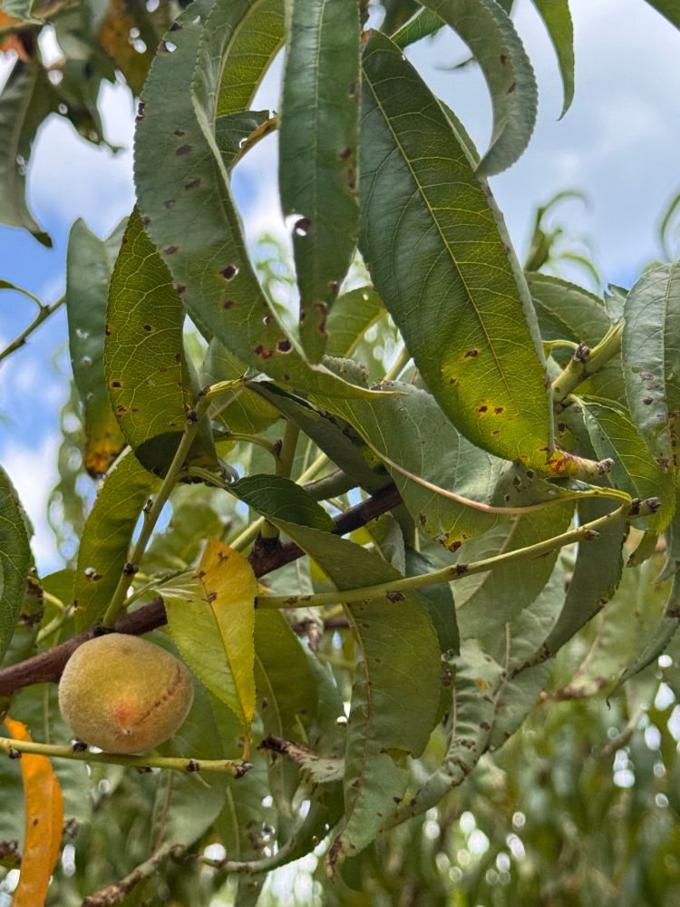 Bacterial spot on peach 