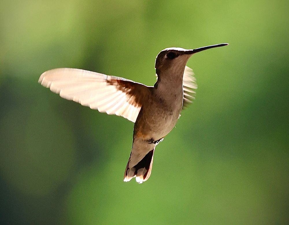 Hummingbird 