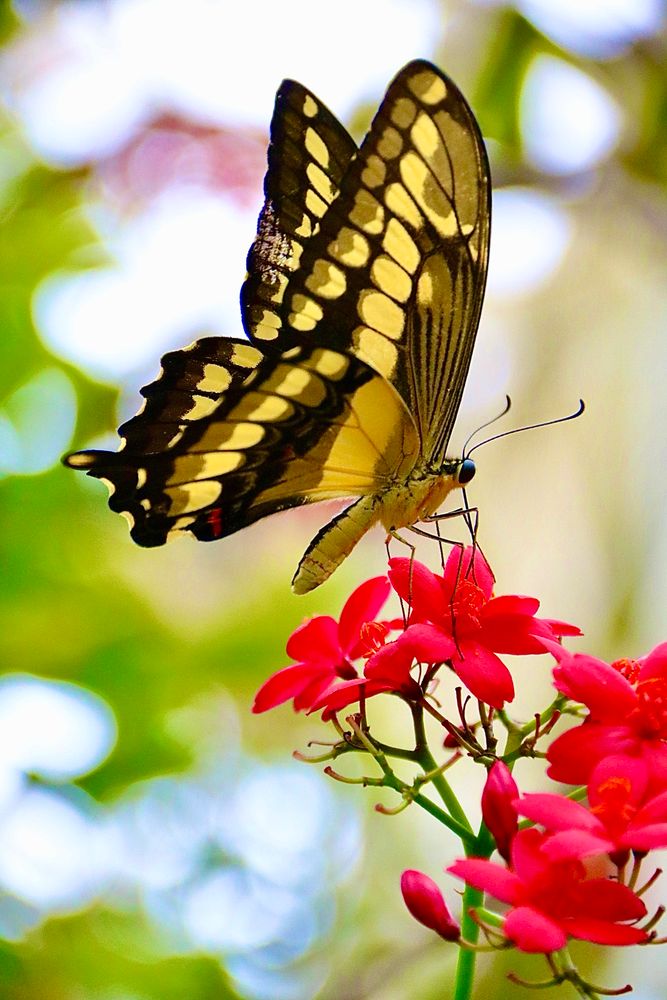 Butterfly 
