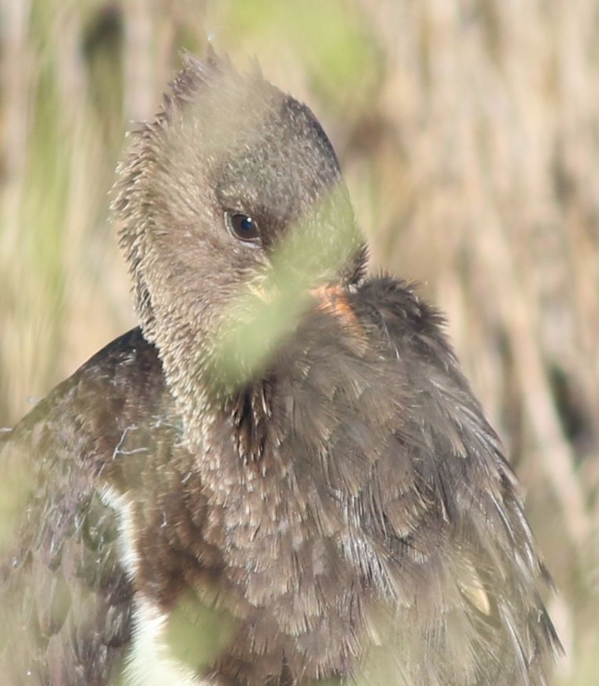 The Black Stork has just woken and this close up photo shows its eye and the way it tucks its bill into the feathers of its neck and breast qhen sleeping.  Slightly obscured by blurred grass stems.
