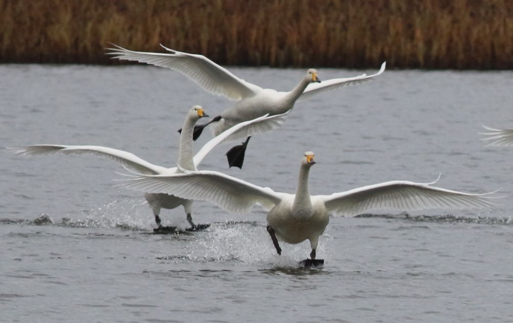 Three (of nine) Whooper Swans landing on a lake.
